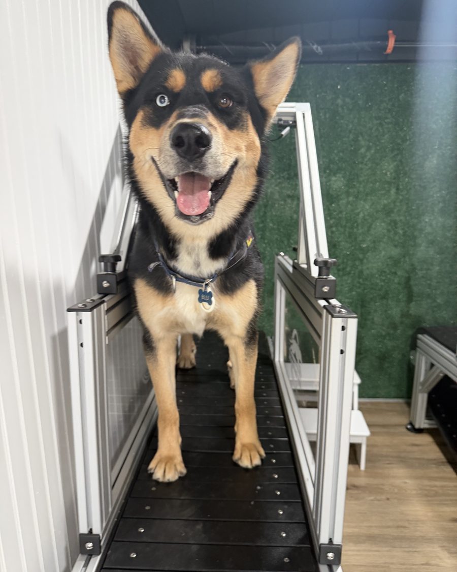 A black and tan husky mix with one blue eye standing on the slat mill inside the Pup House Fitness trailer