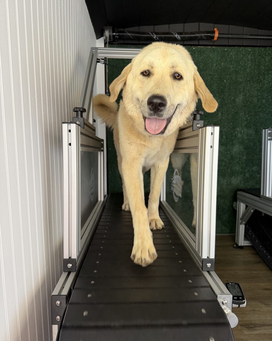 A yellow Labrador mid-stride on the non-motorized slat mill