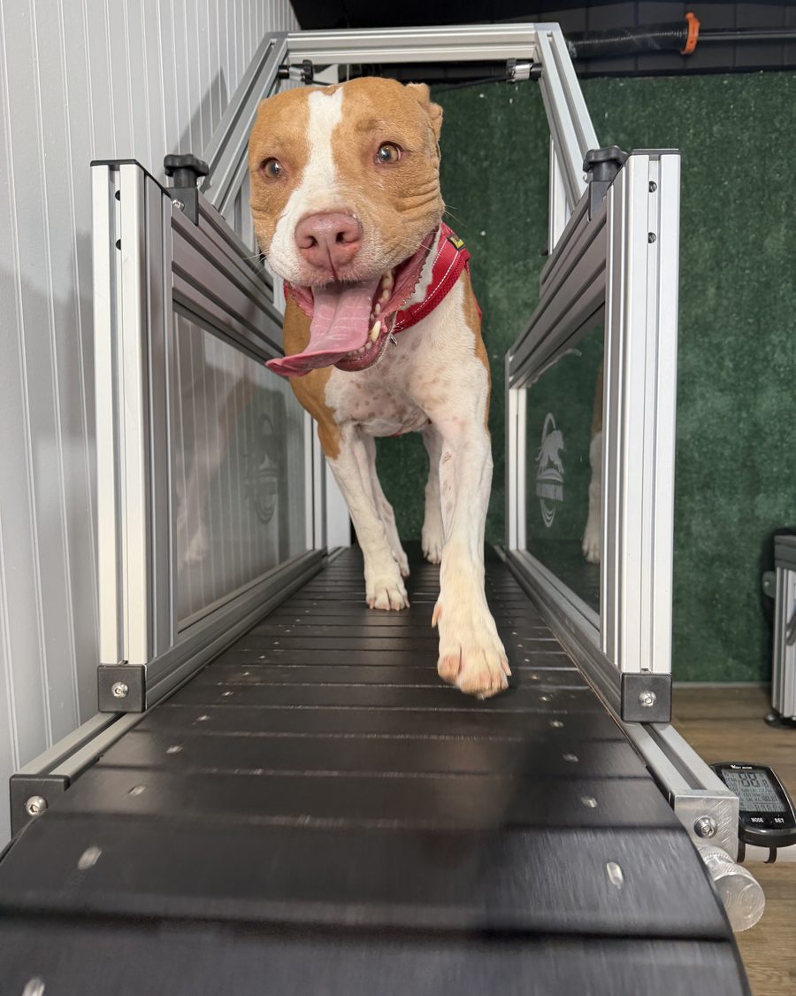 A tan and white pit bull mix mid-stride on the slat mill