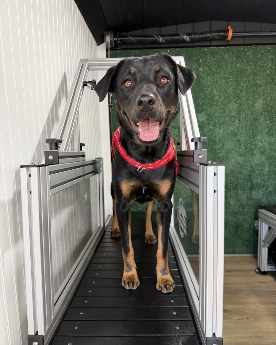 A black and tan dog in a red collar standing on the slat mill inside the trailer